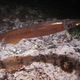 Image for article titled Squid sperm will cooperate to inseminate
